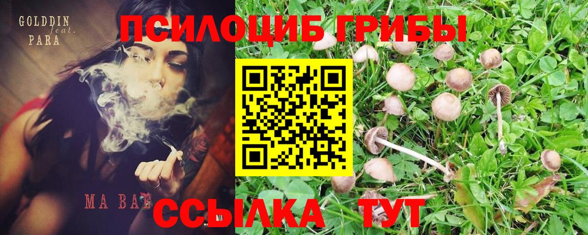Галлюциногенные грибы MAGIC MUSHROOMS  Псилоцибиновые грибы прущие грибы  Вход с VPN  где продают наркотики  Туймазы 